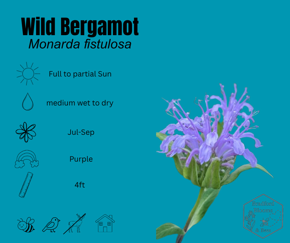 Bergamot.png