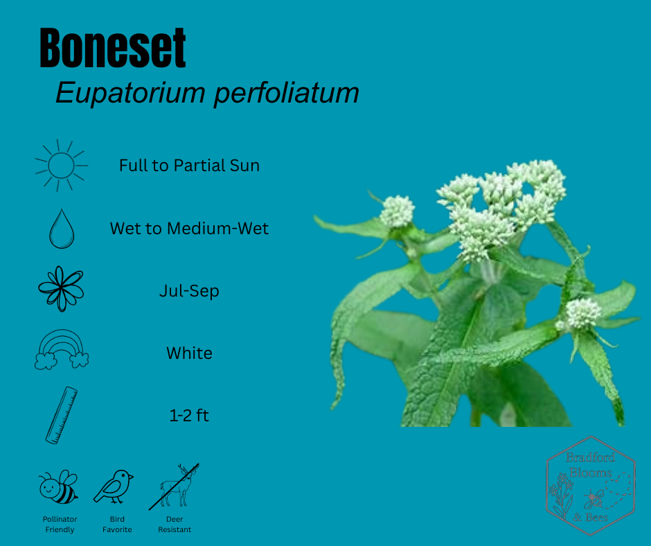 Boneset