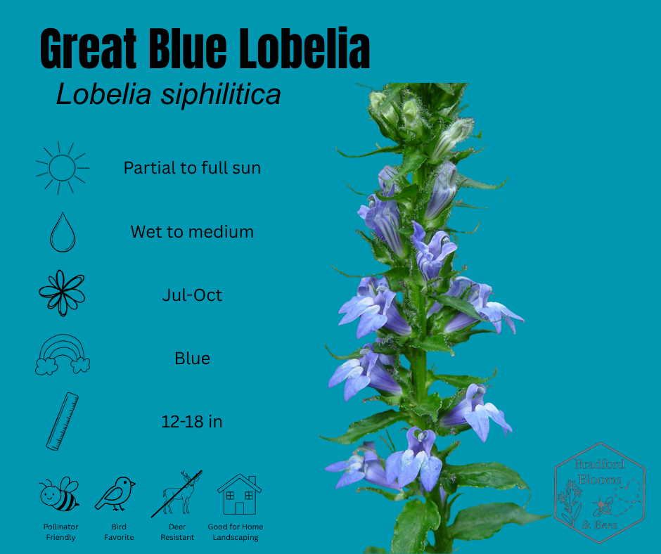 Great Blue Lobelia