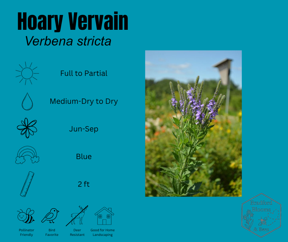 Hoary Vervain