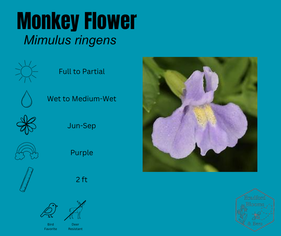 Monkey Flower