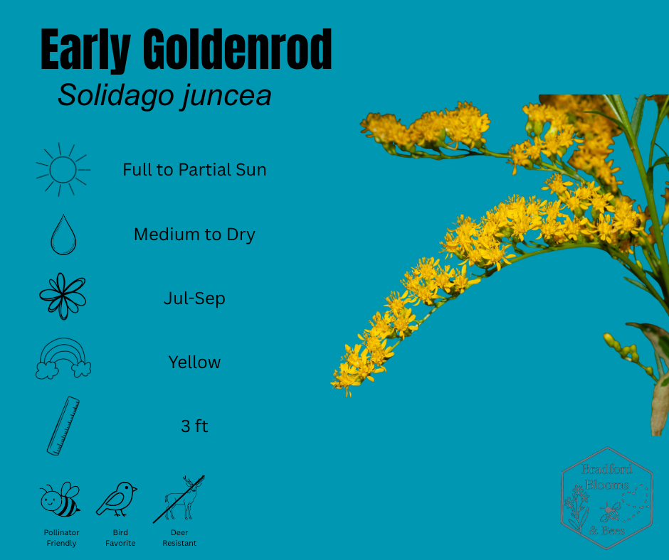 Early Goldenrod