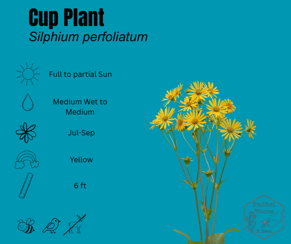 Cup Plant