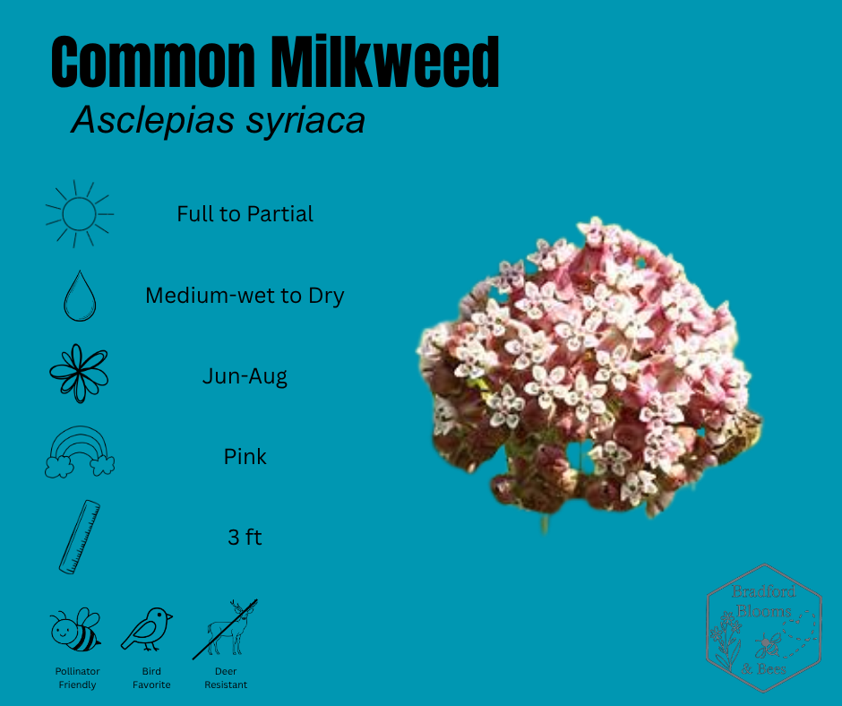 Common Milkweed