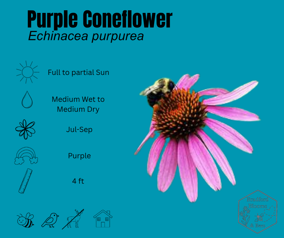 Purple Coneflower