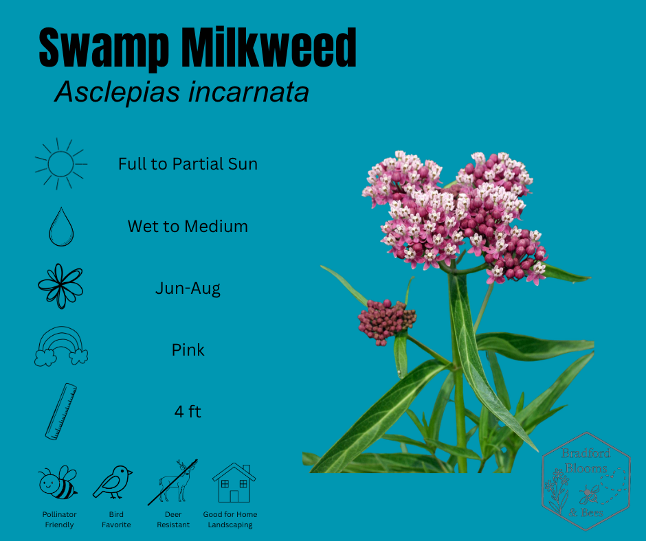 Milkweed, Swamp (2).png