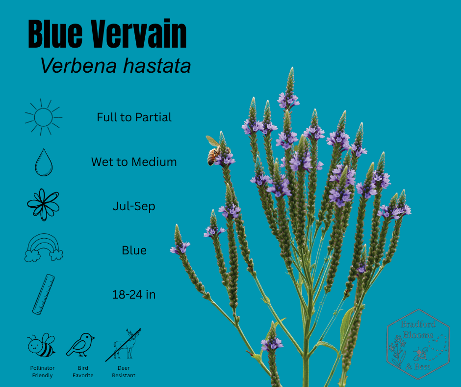 Blue Vervain