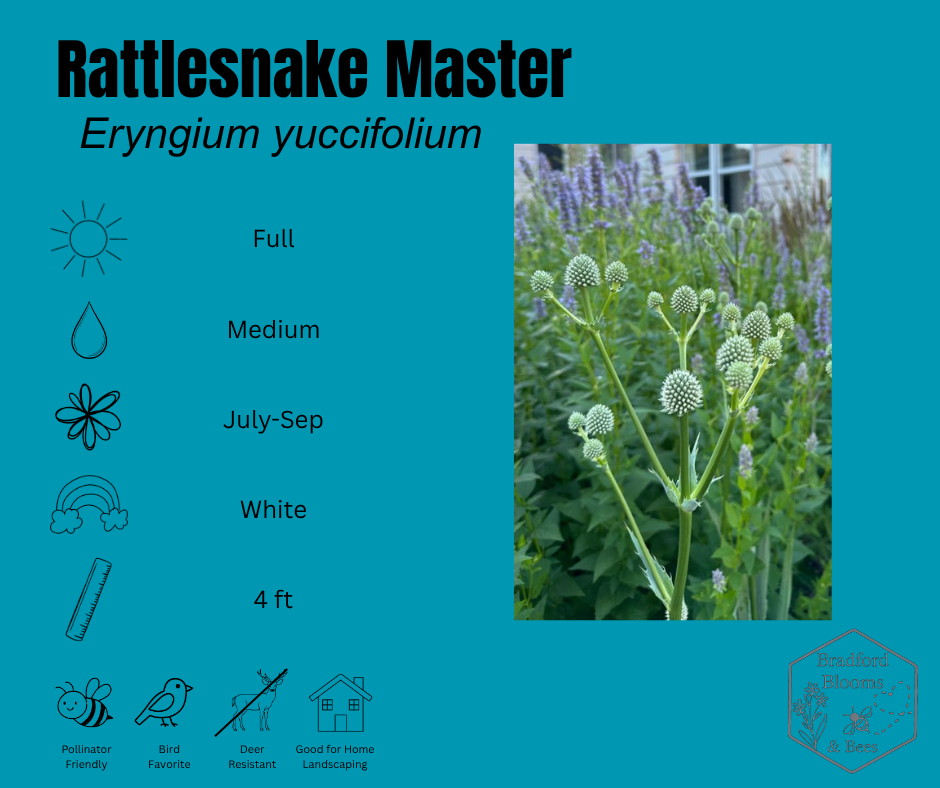 Rattlesnake Master