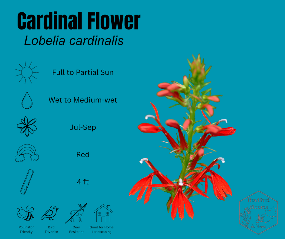 Cardinal Flower.png