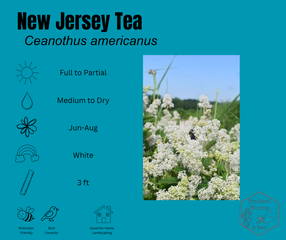 New Jersey Tea