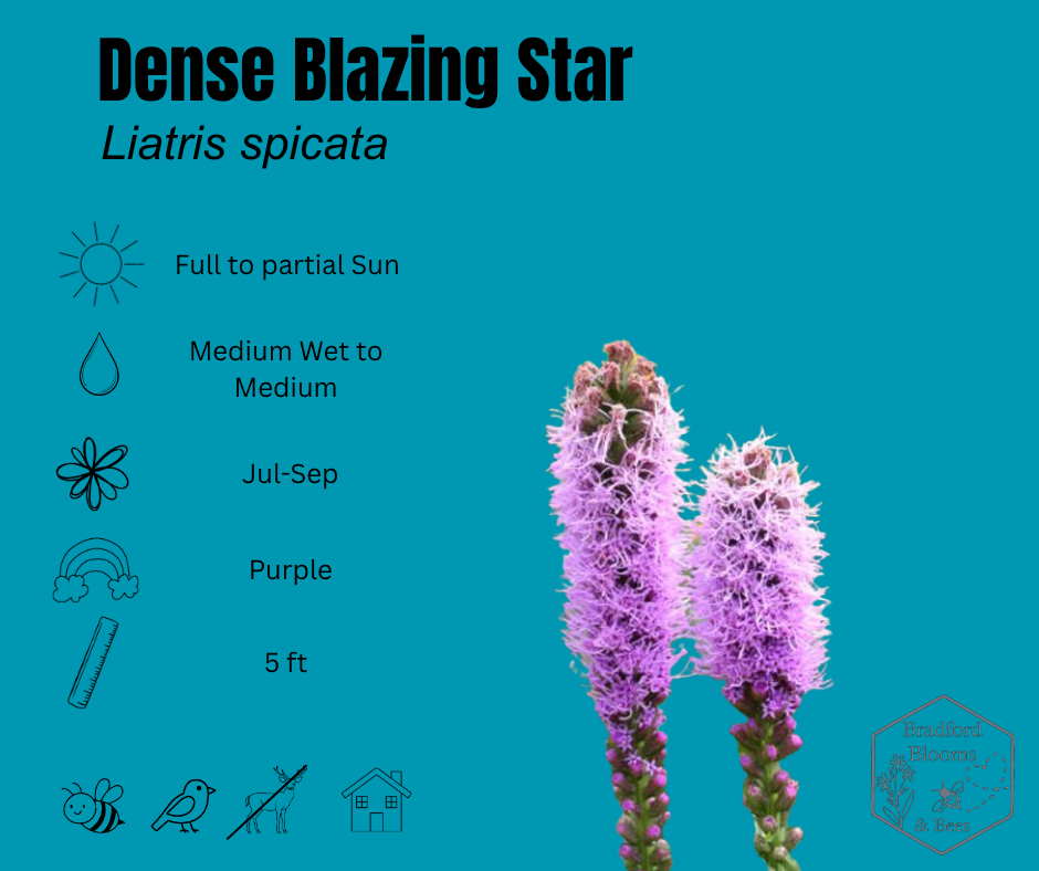 Dense Blazing Star
