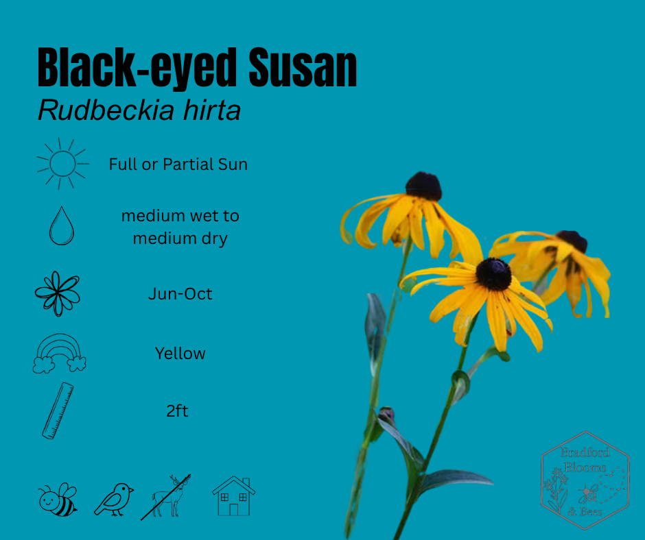 Black Eyed Susan