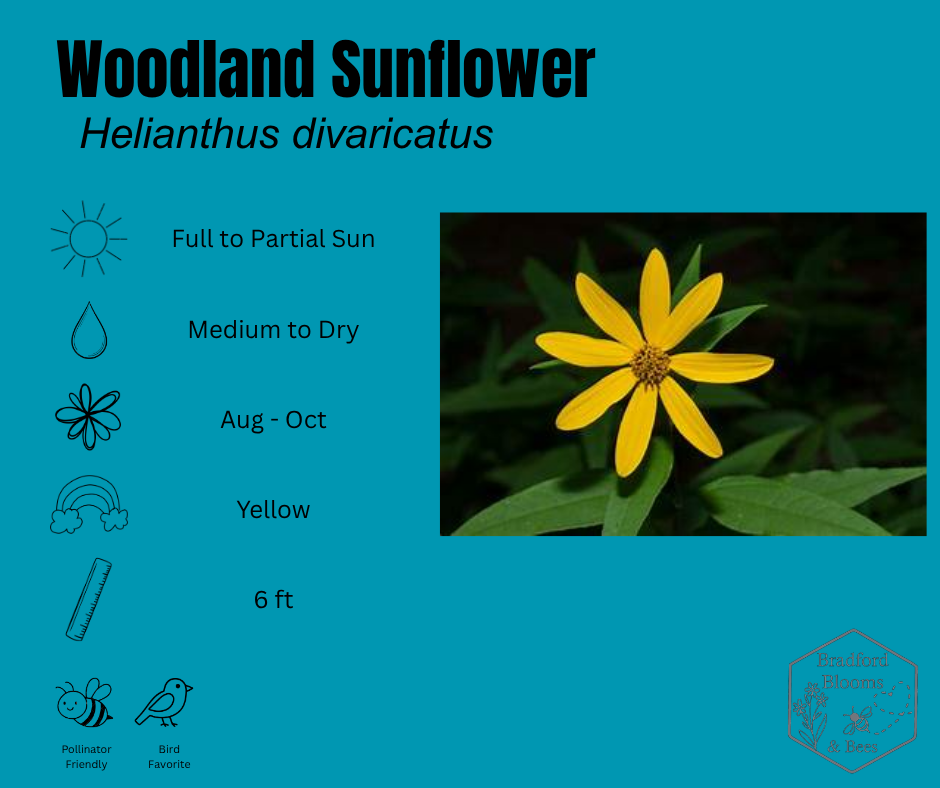 Woodland Sunflower.png