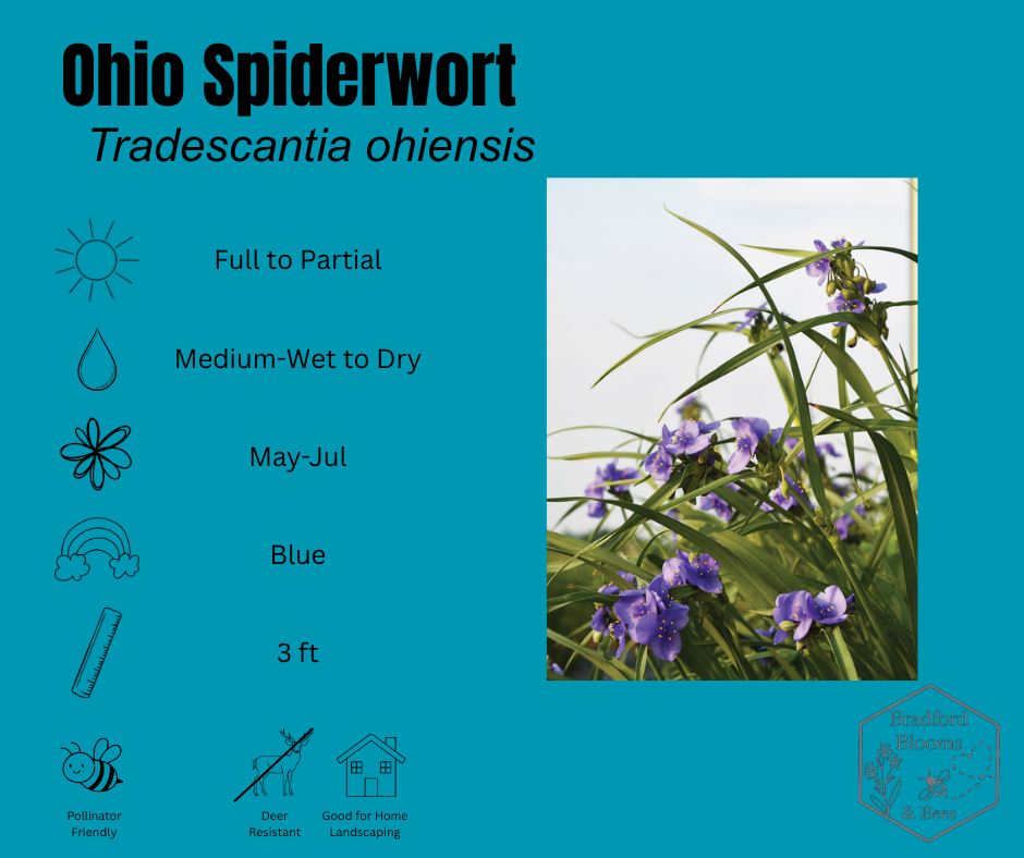 Ohio Spiderwort