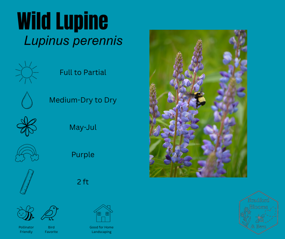 Wild Blue Lupine