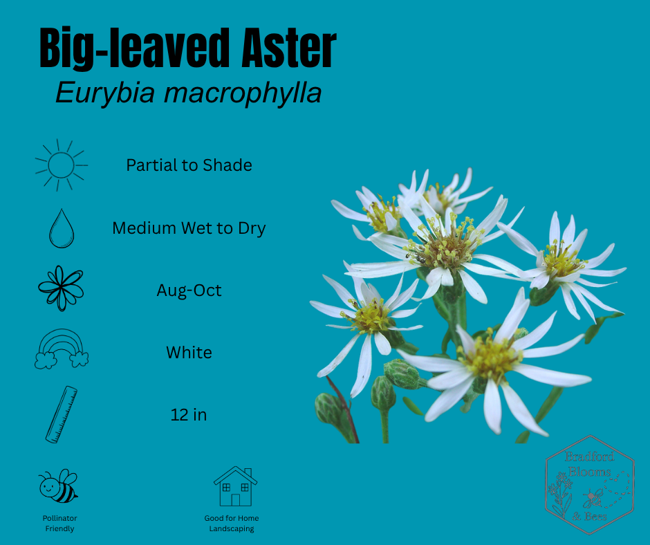Big Leaf Aster