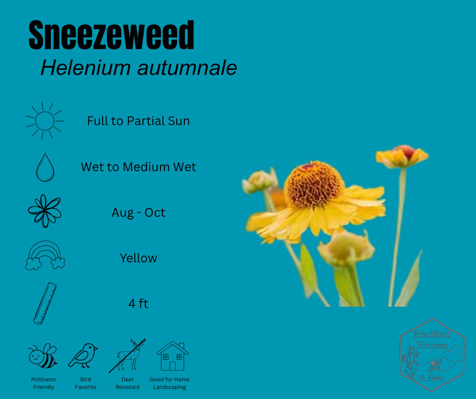Sneezeweed