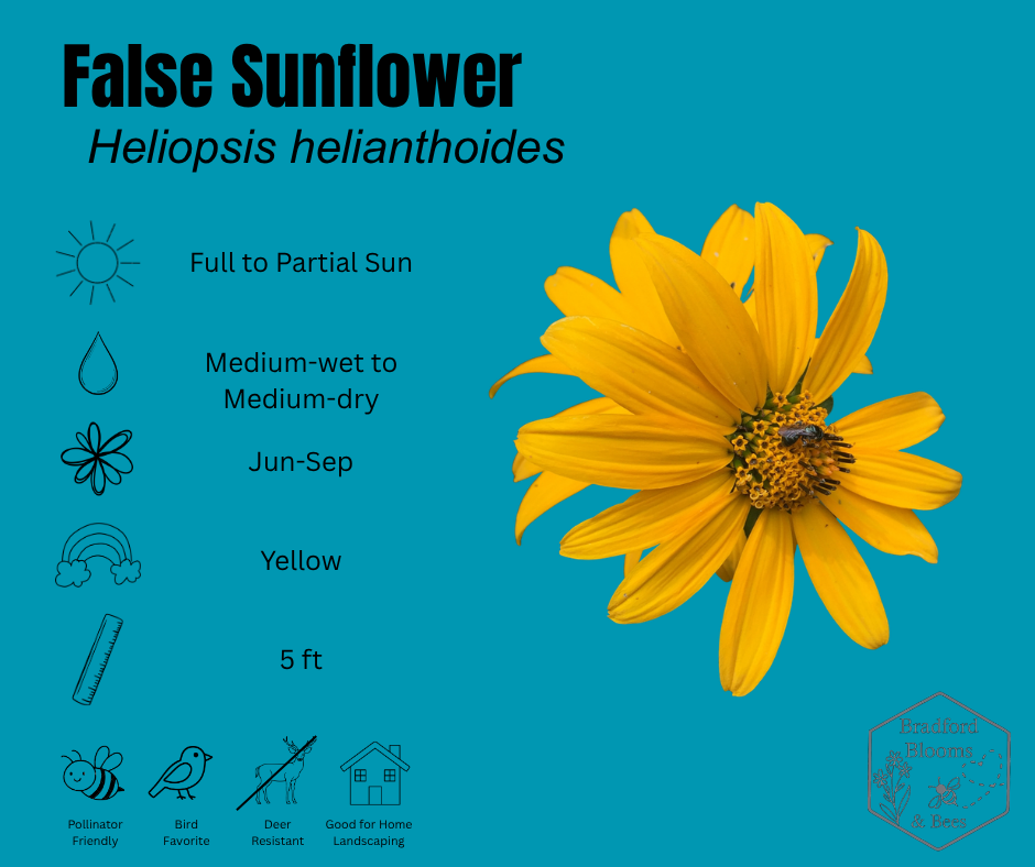 False Sunflower