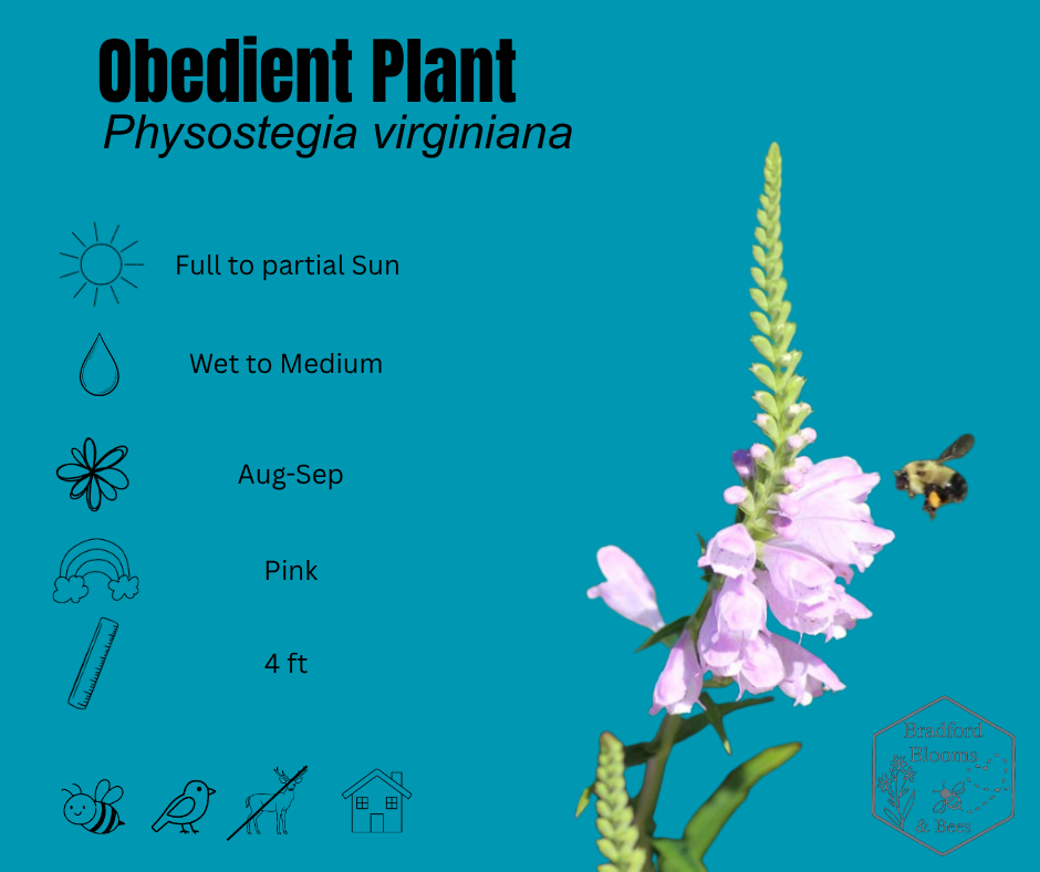 Obedient Plant