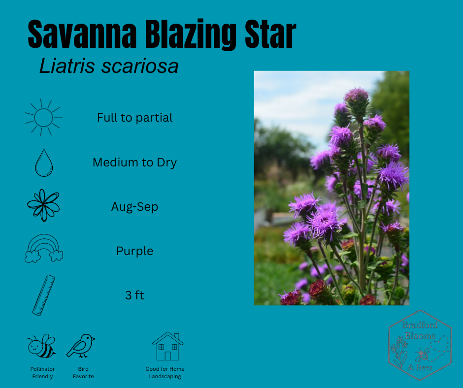 Northern/Savanna Blazing Star