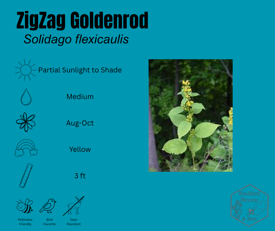 Zig Zag Goldenrod