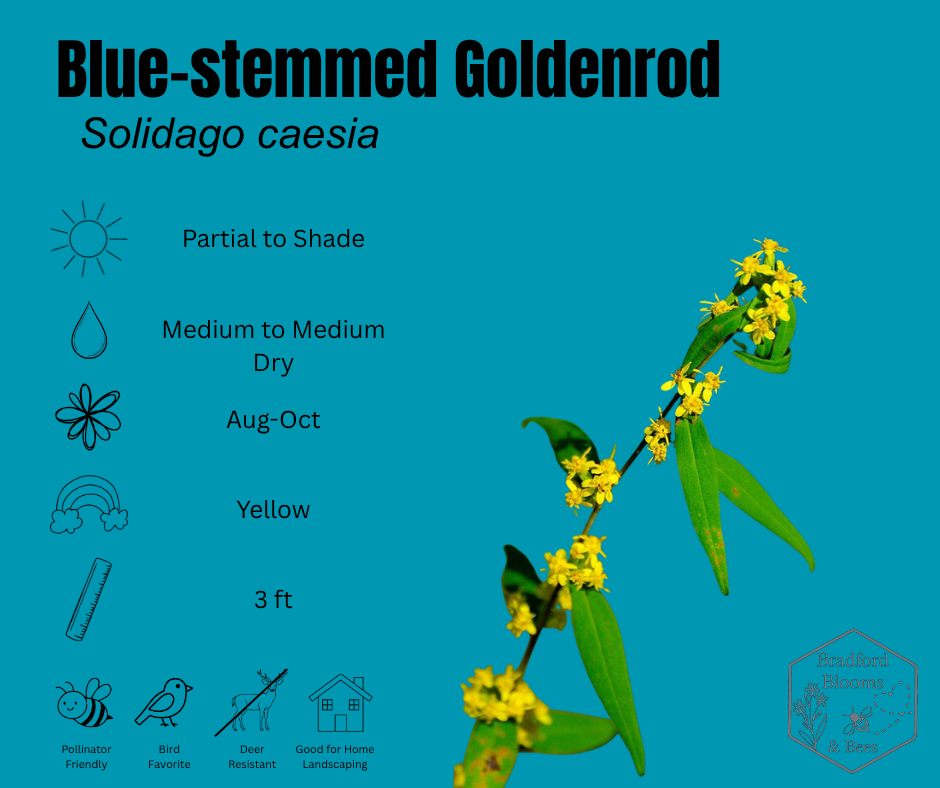 Bluestem Goldenrod
