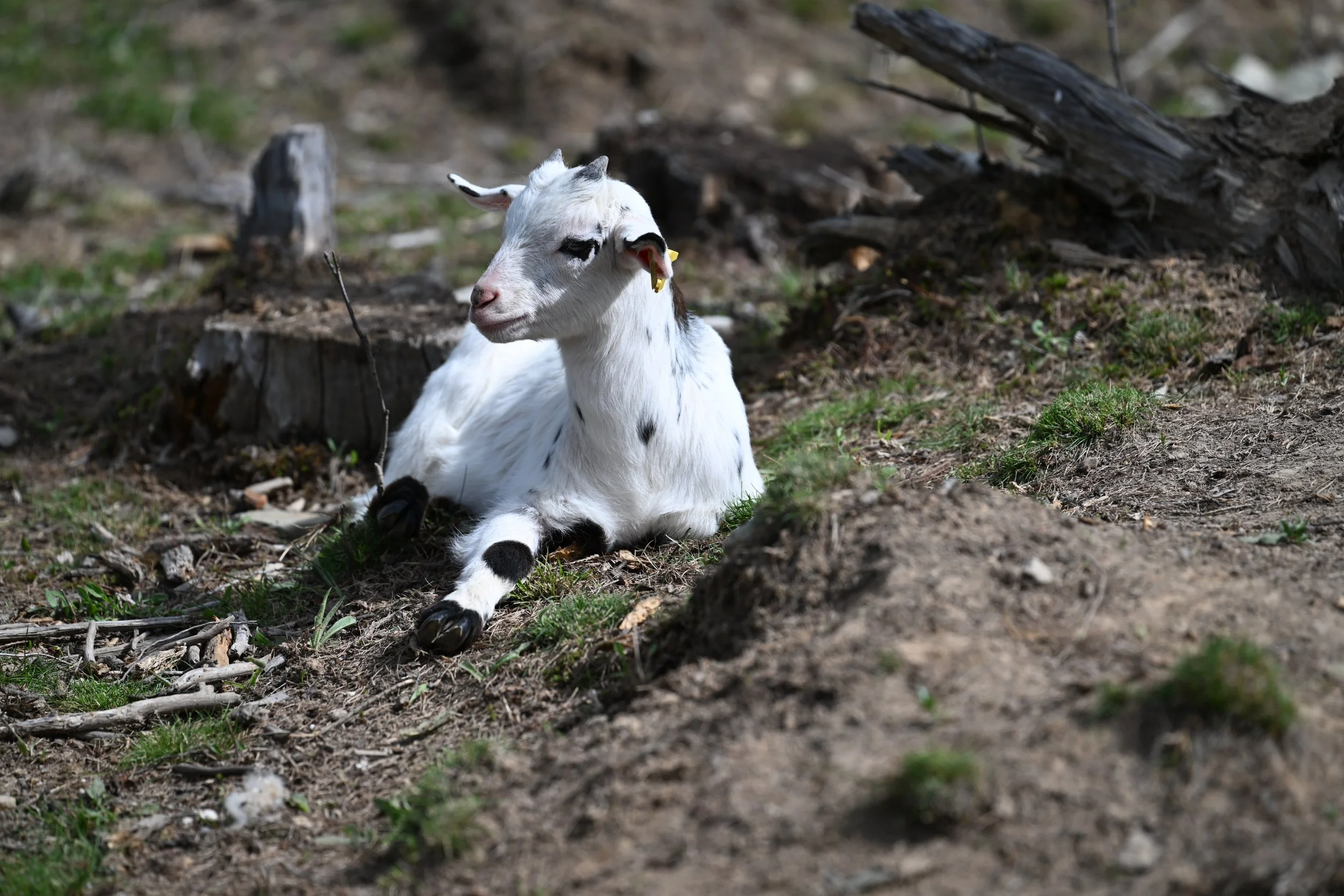 DSC_0251-alpine-kiko-mkupTwin.JPG