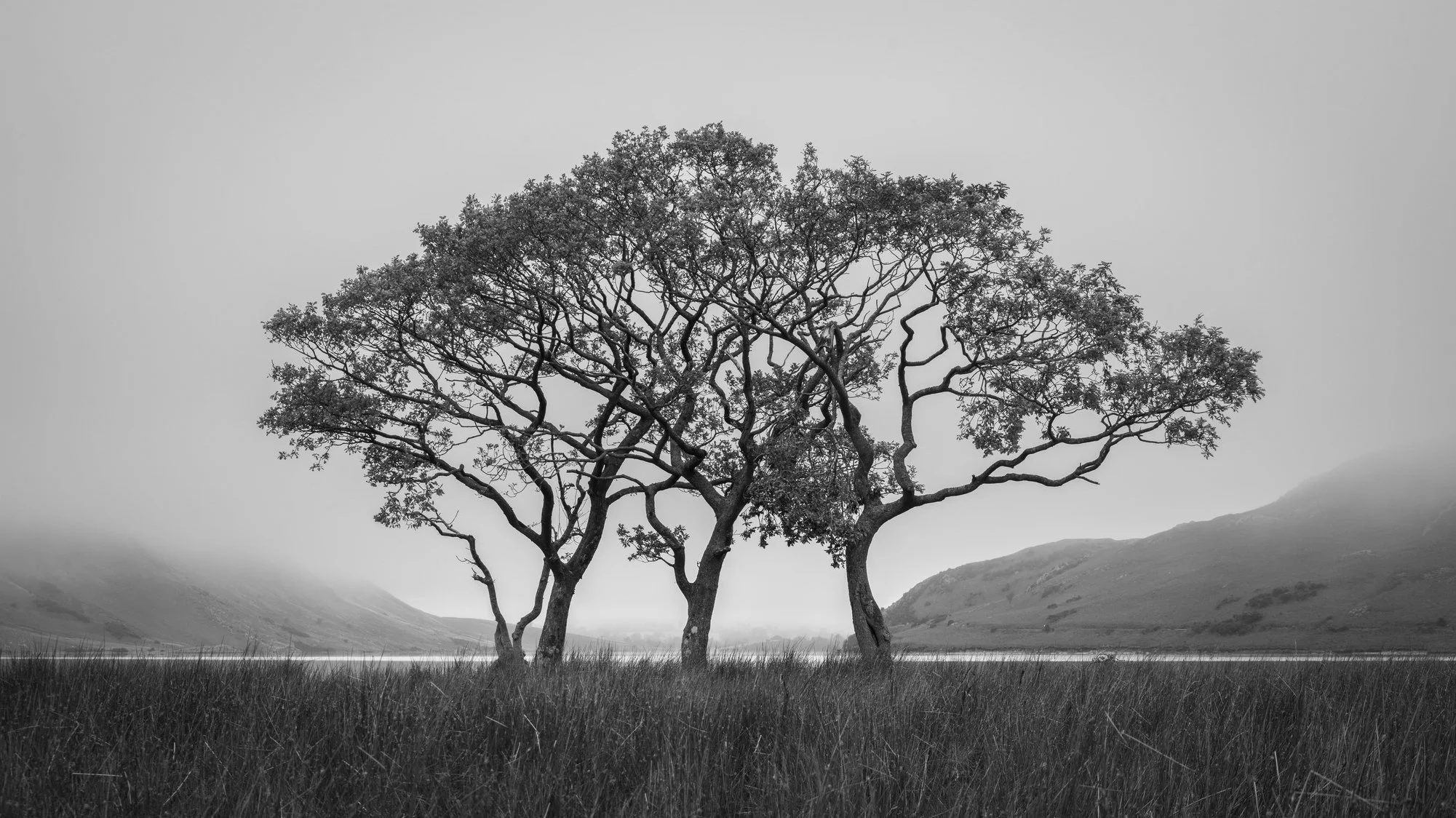 Photo by Steve Wright - Such a pleasing group of trees, clean and simple again the grey sky. The clouds descending and hiding the mountain peaks just adds to their isolation and enhances the contrast" - Garry Sugden