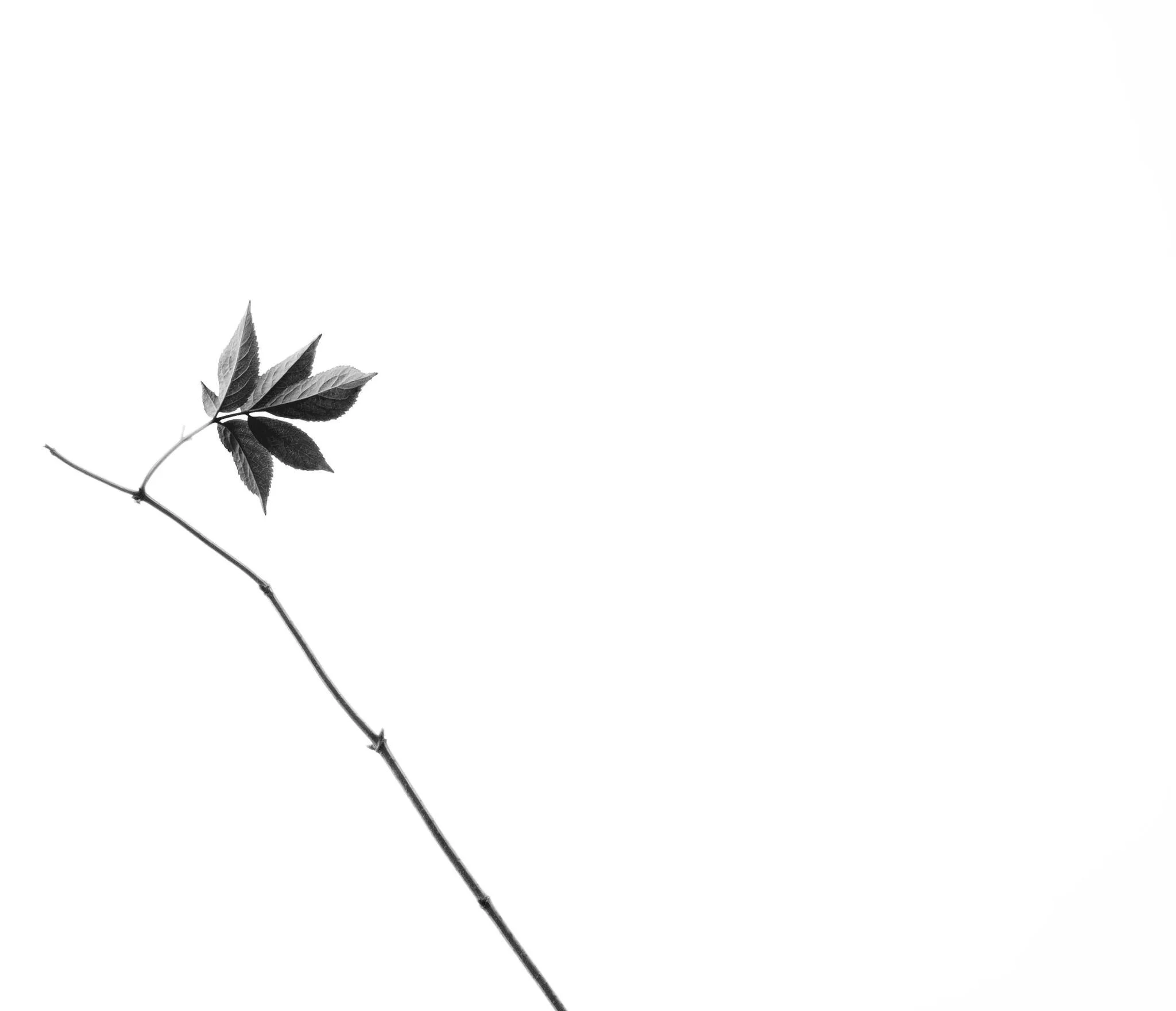 Week 12 - 'Hanging On' - Jayne Painter