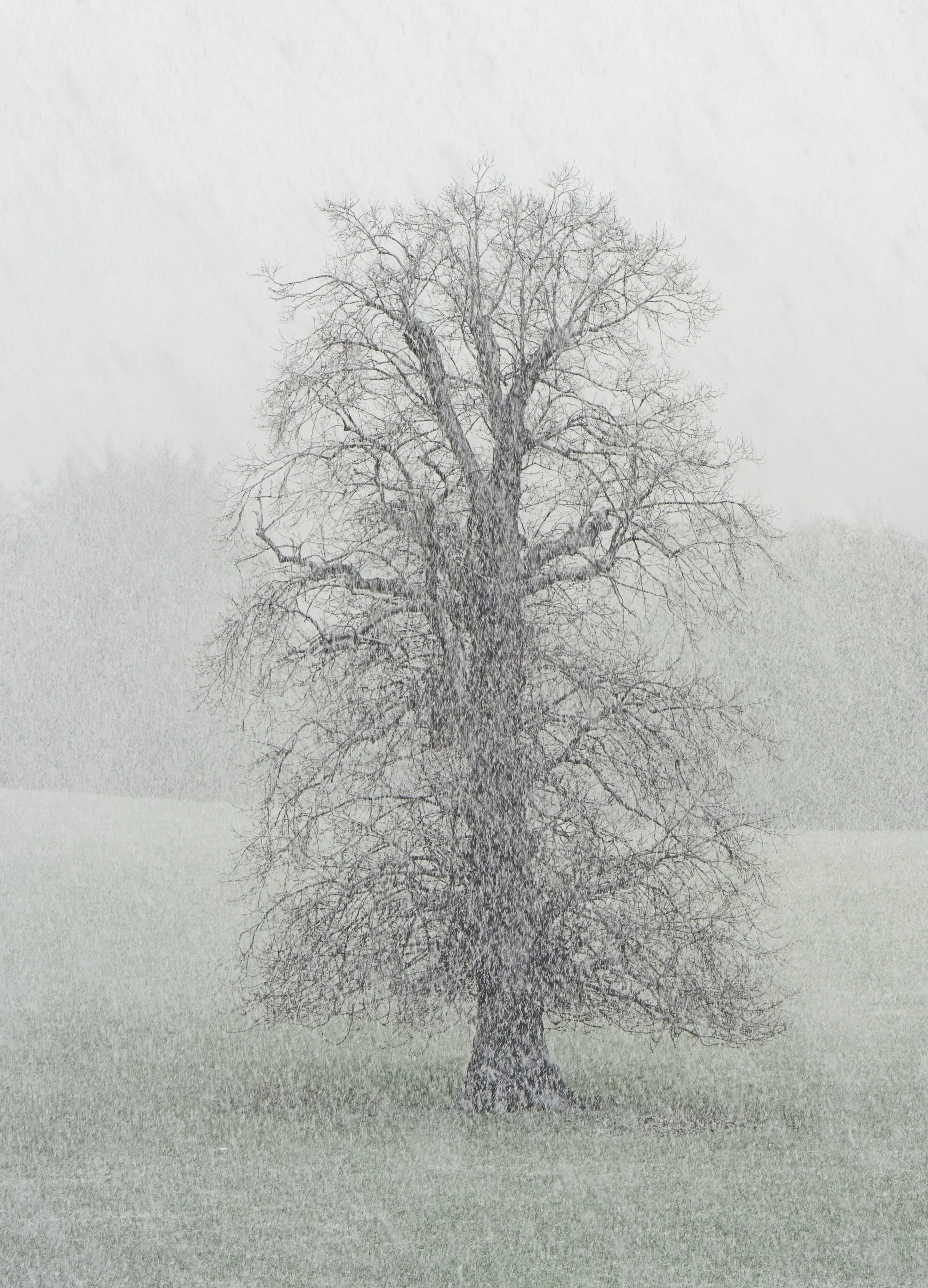 Week 28 - 'When Spring Turned to Snow' - Brian Nicholson