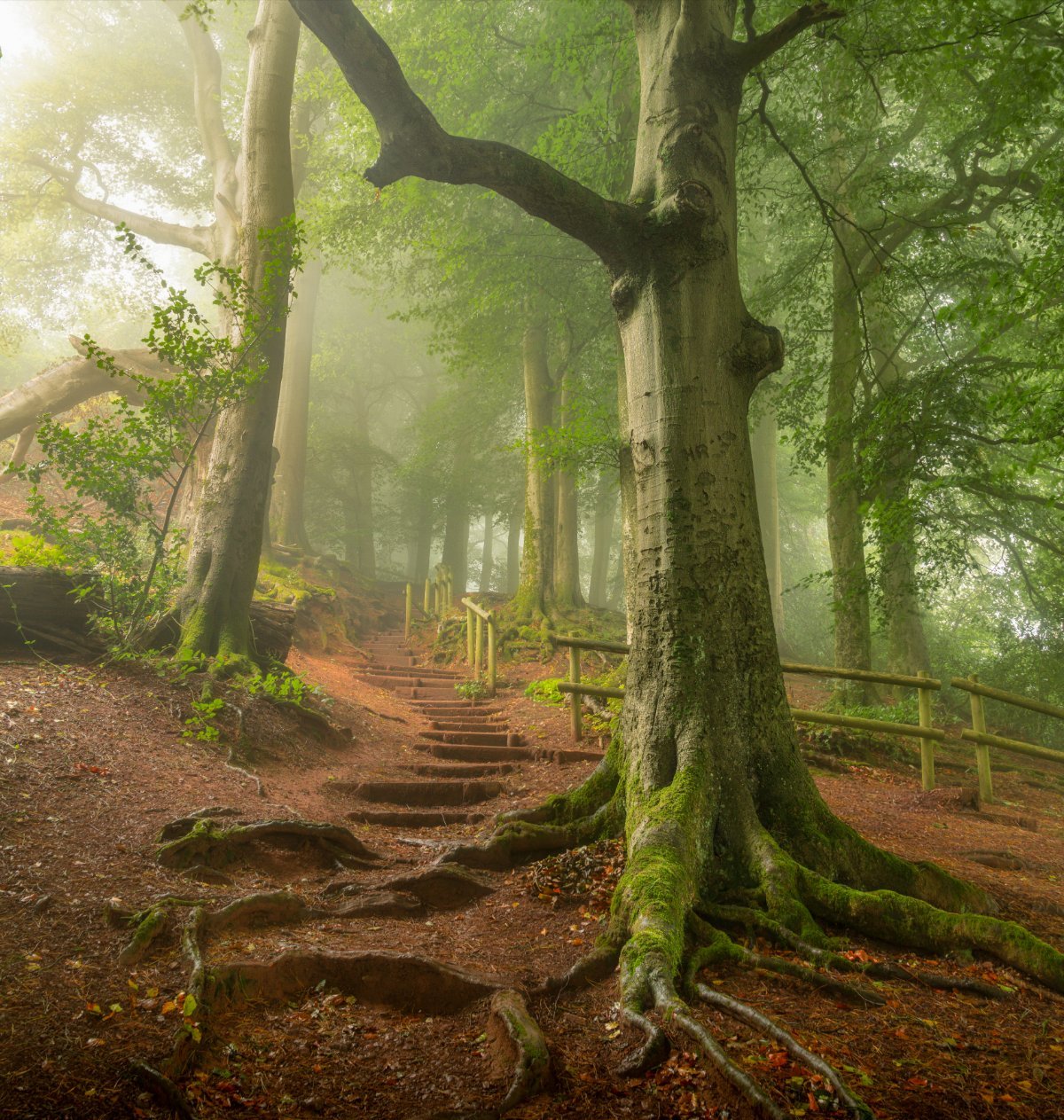 Morning stroll
