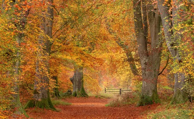 Official Thumbs Up Meet-Up: Savernake