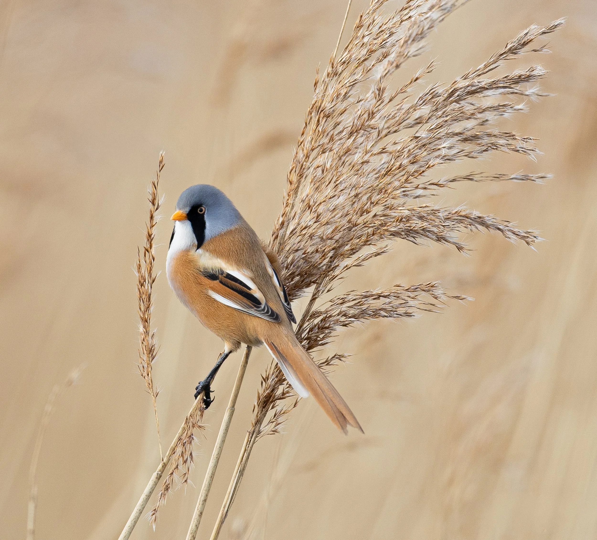 Week 22 - 'A moment of rest' - Rebecca Brookes