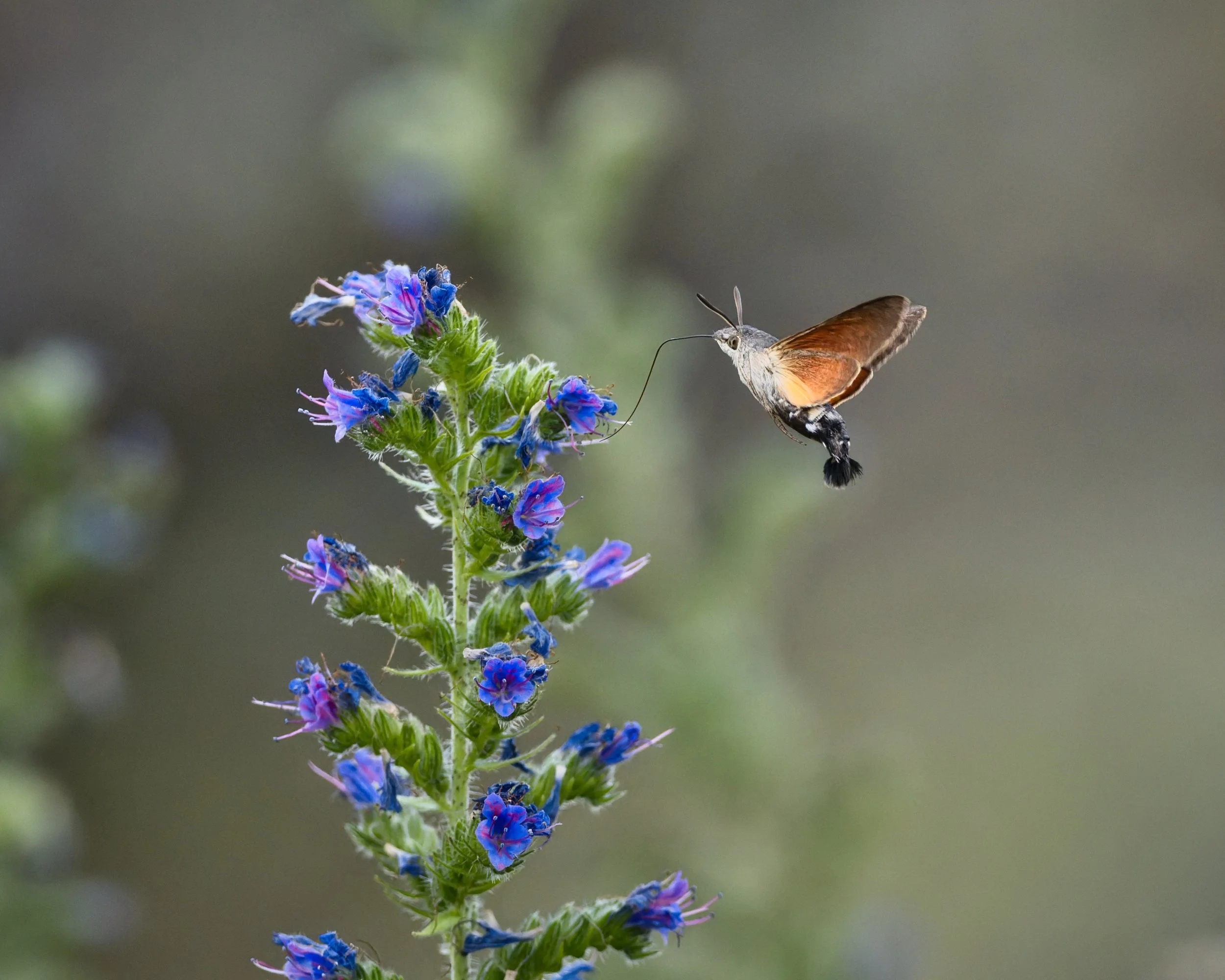 Week 40 - 'Hummingbird Hawk Moth On A Fly' - Serge Grosbois