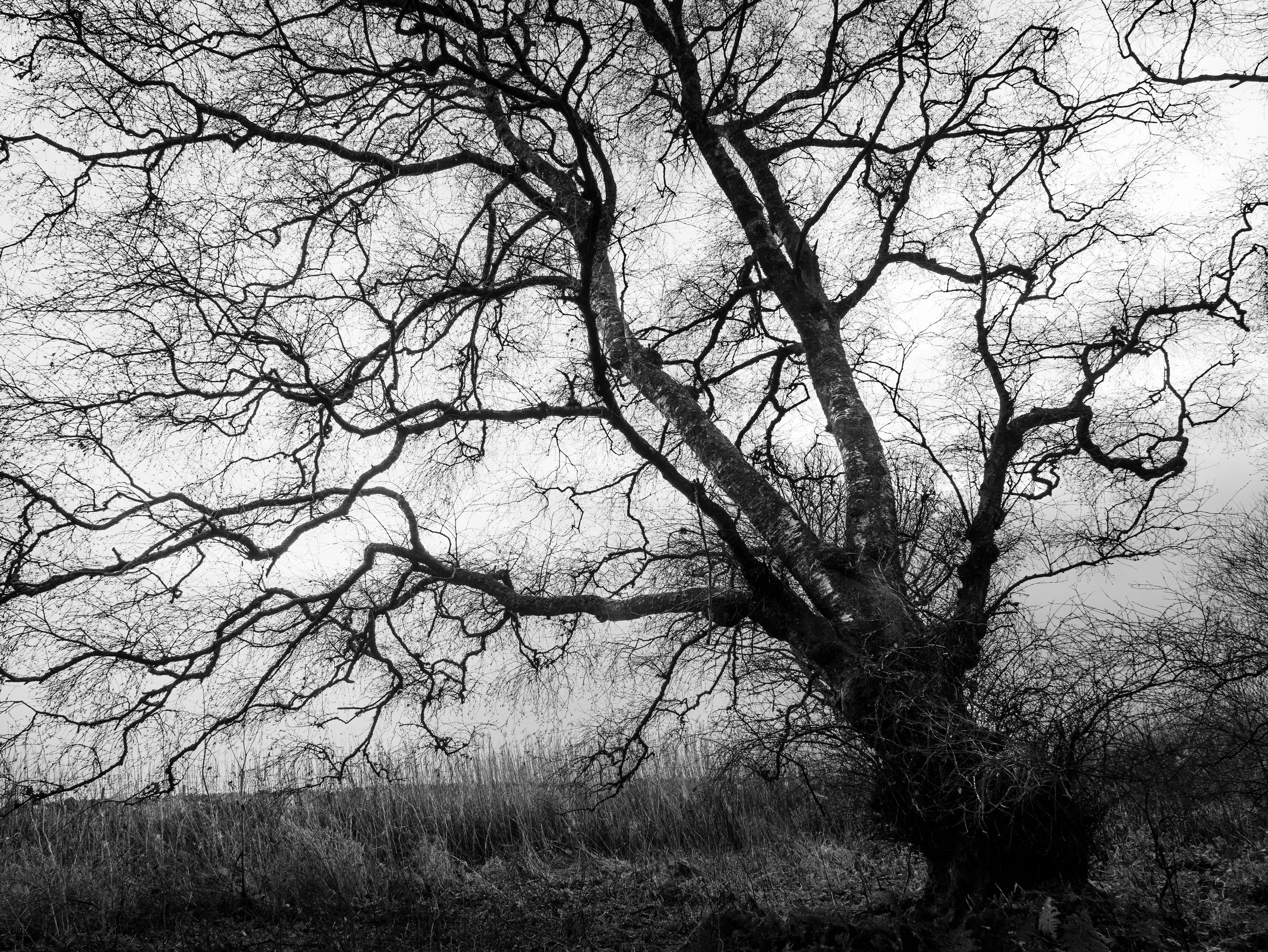 Week 10 - 'Resilience in Silhouette' - Brian Nicholson