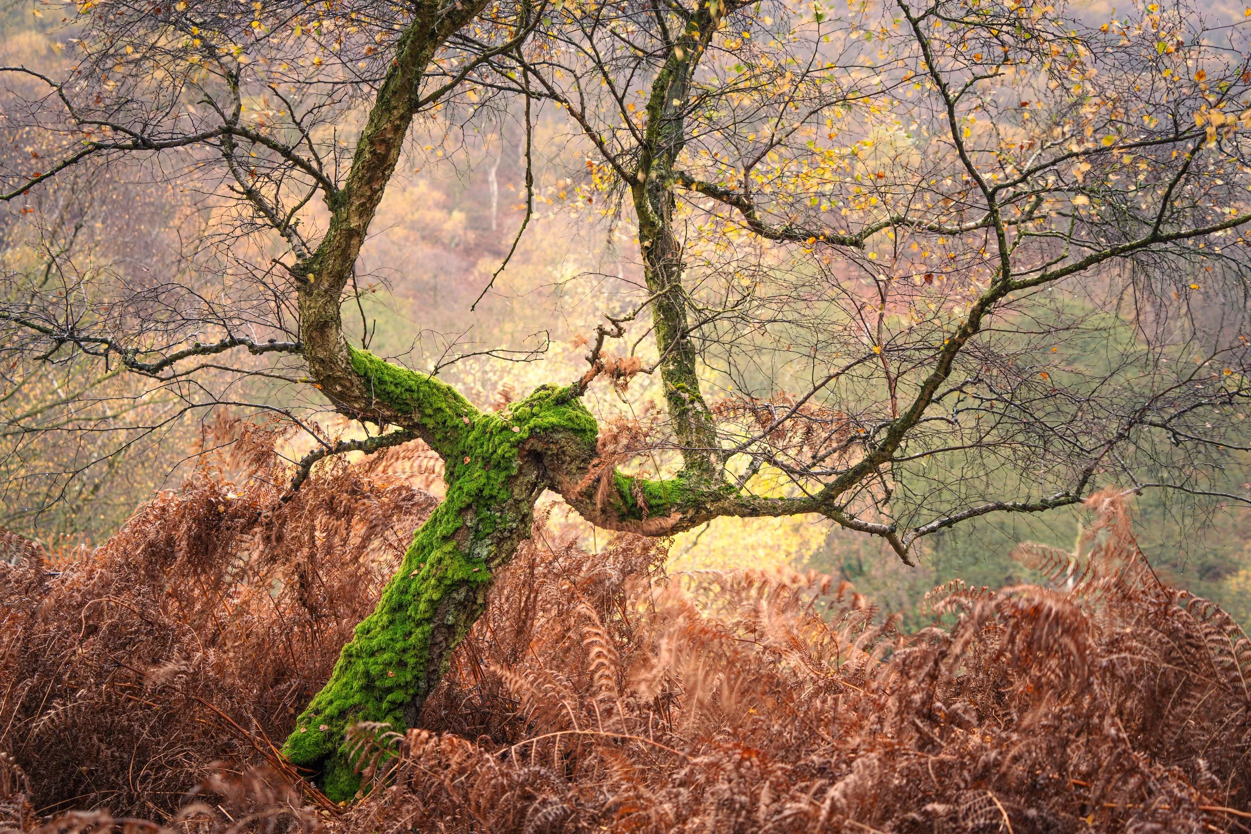 Autumn Cannock: 1-1 workshops - With Steve Stain