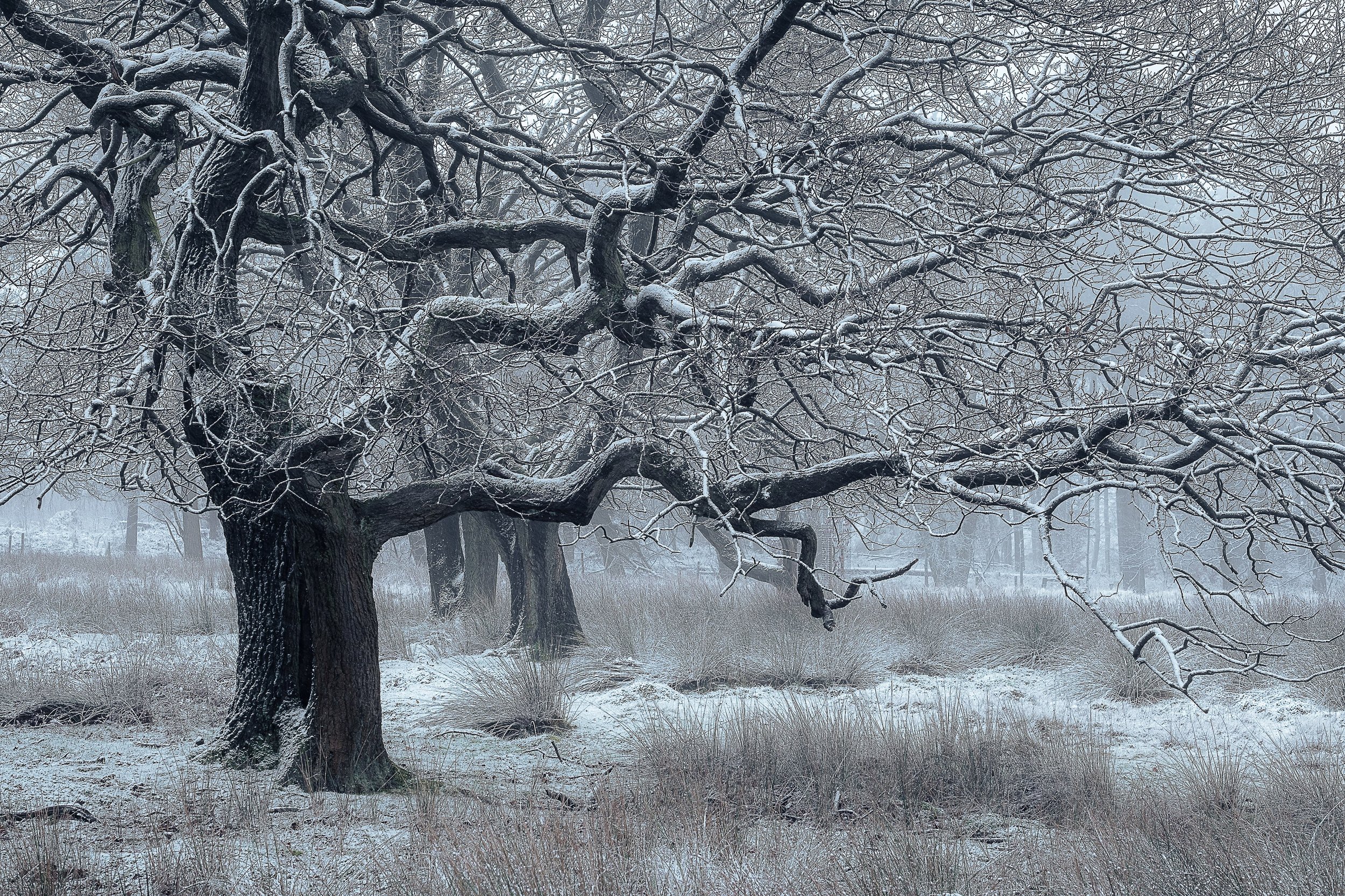 Wayne_Wisper's of Winter _pNWtIPaF.jpg