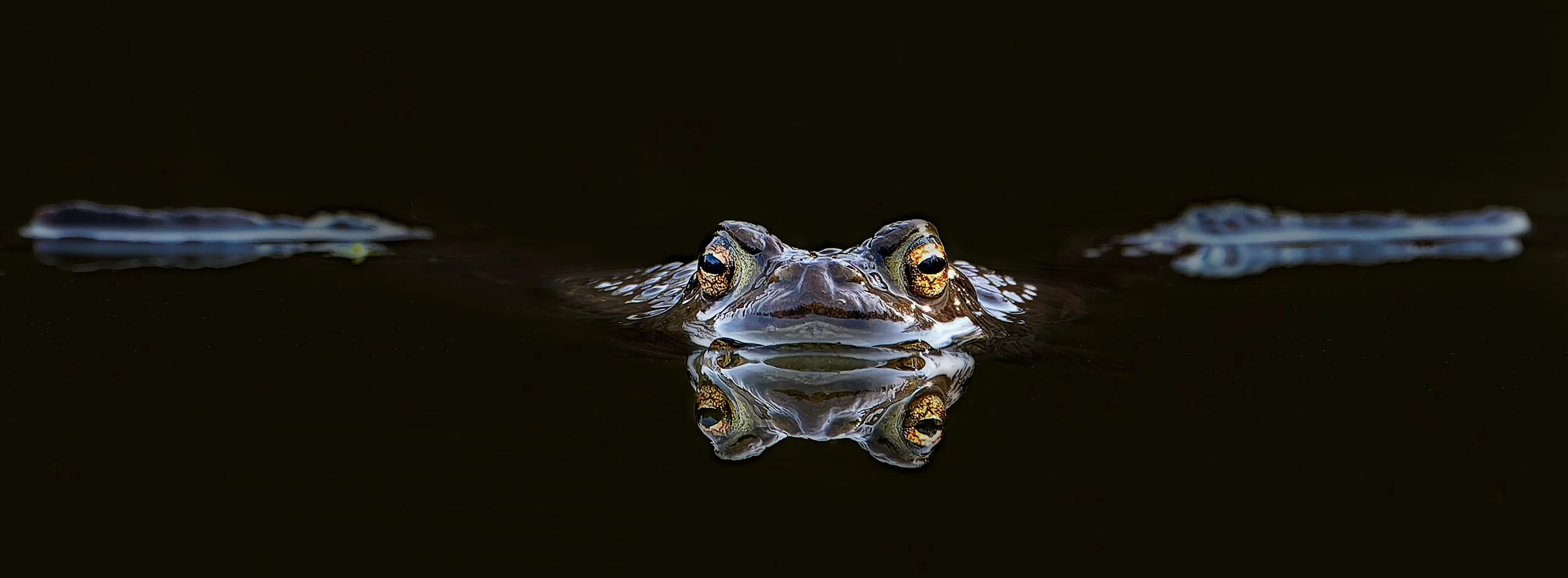 Week 26 - 'Silent Watcher' - Brian  Nicholson