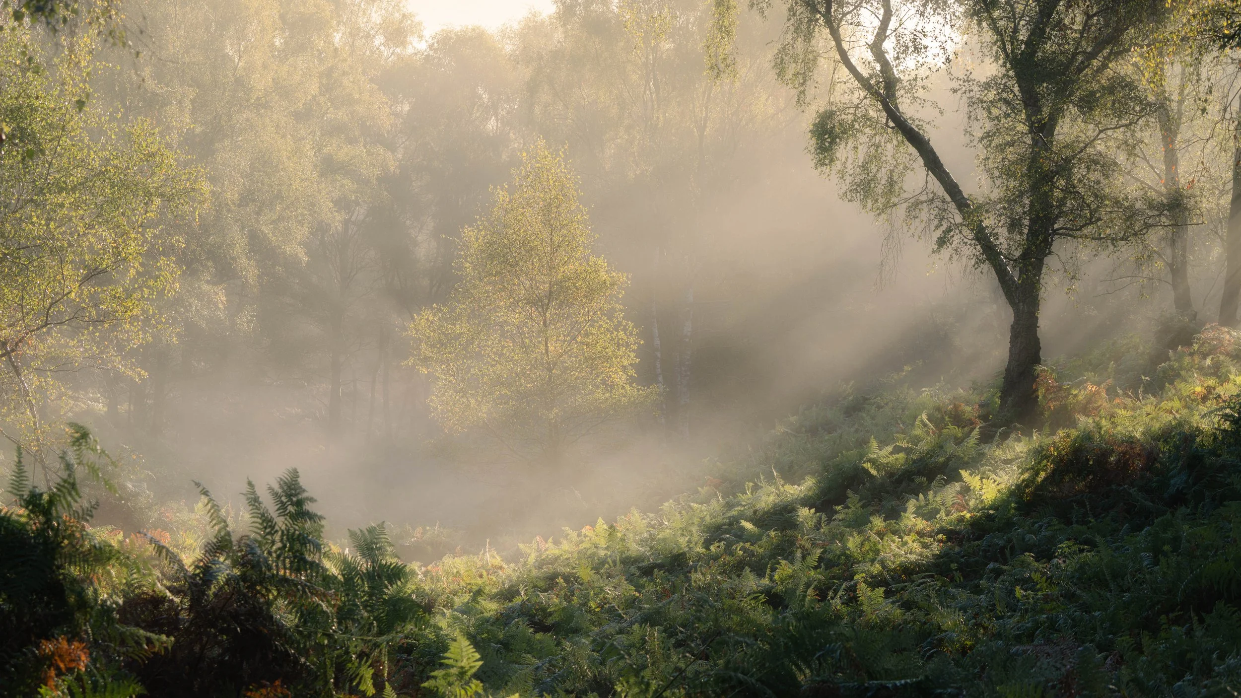 Spring Cannock: 1-1 workshops - With Steve Stain