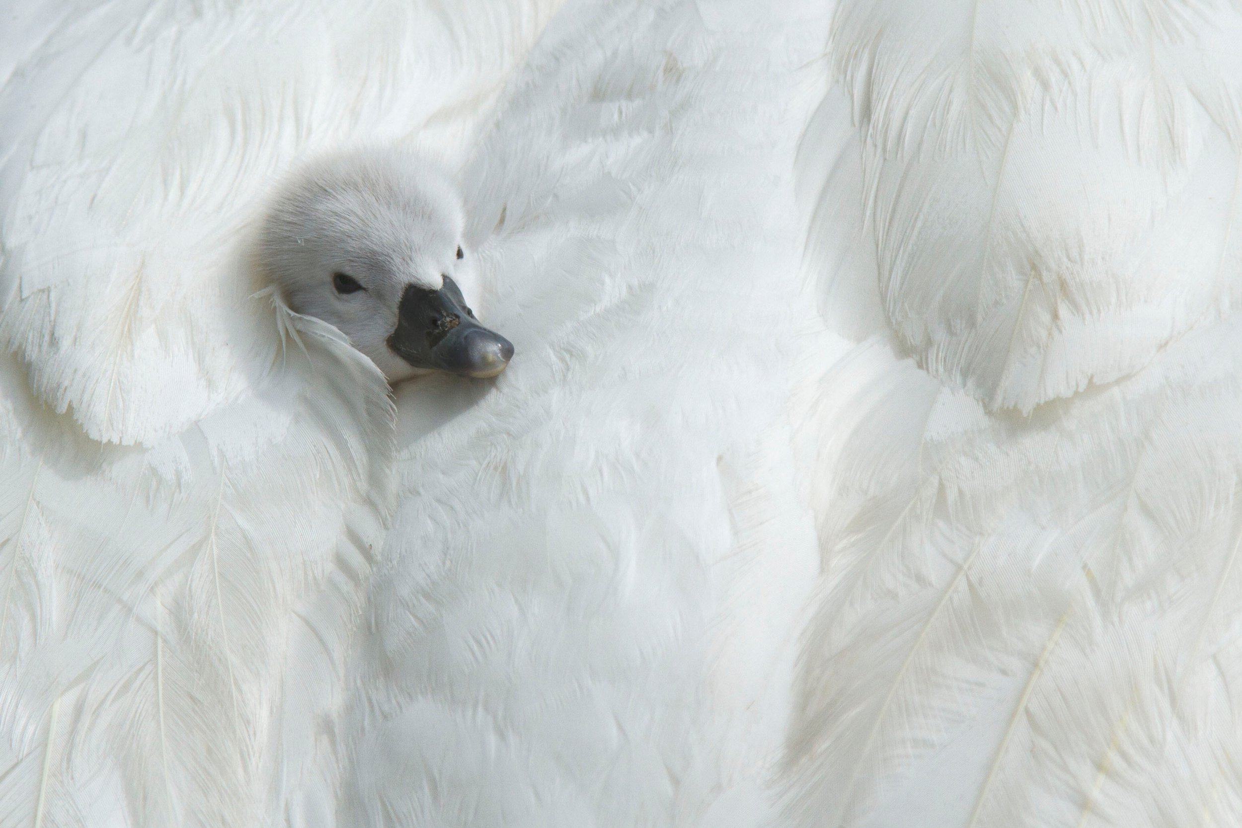 Colin_Under The wing_EOSZpdE8.jpg