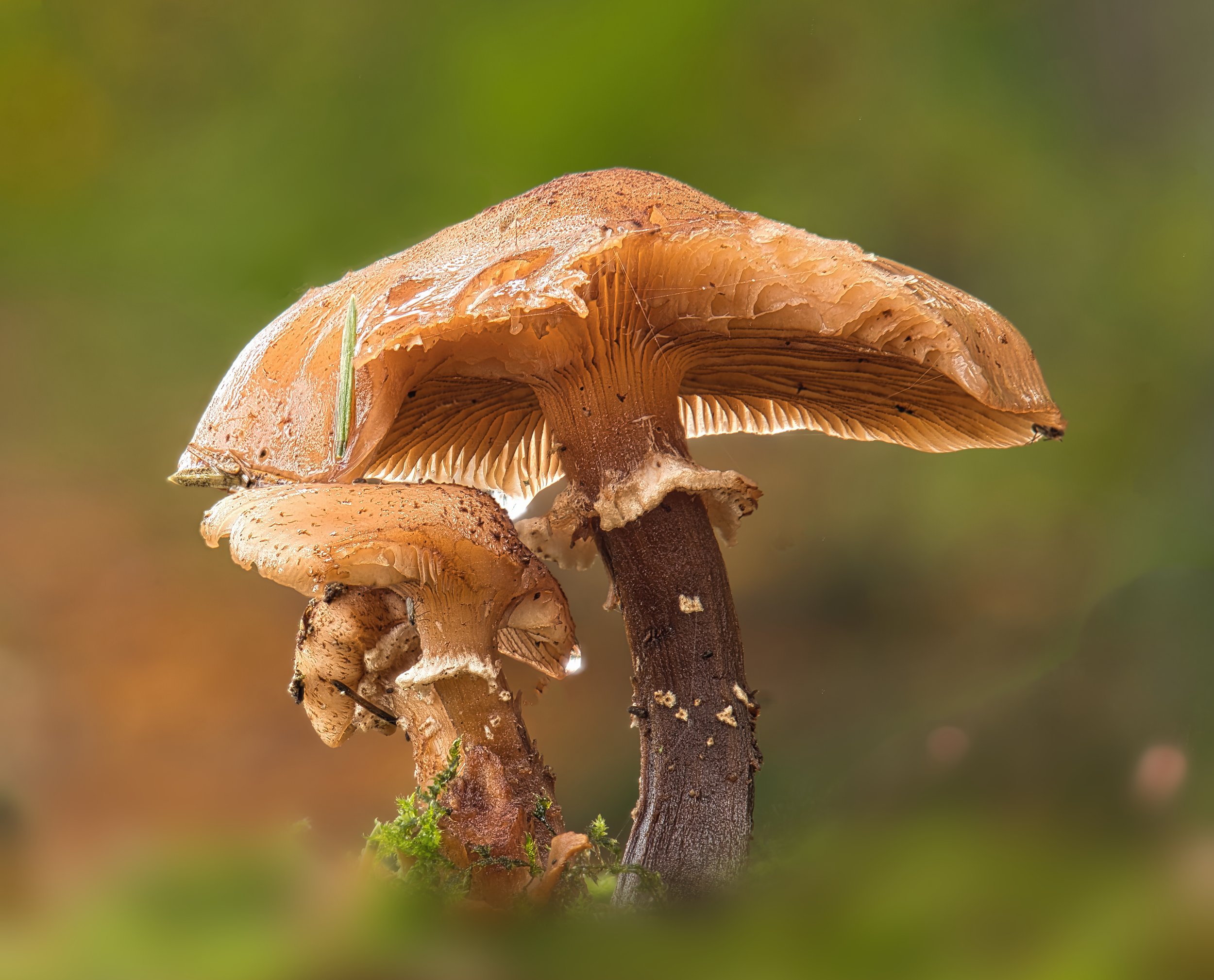 Week 4 - 'Mushrooms'. - Paul Oldbury