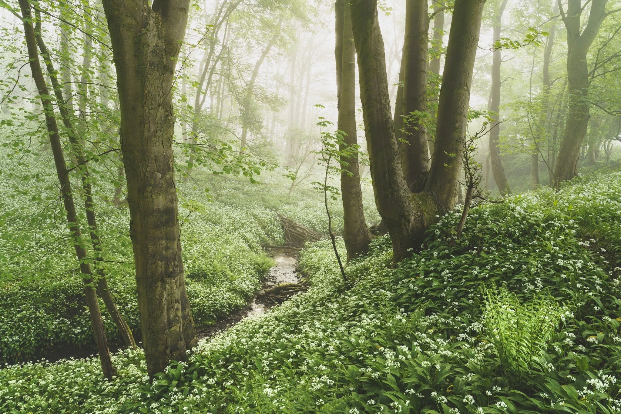 Capture the Magic of Spring: 1-1 Woodland Workshops - With Martin Hajdukiewicz