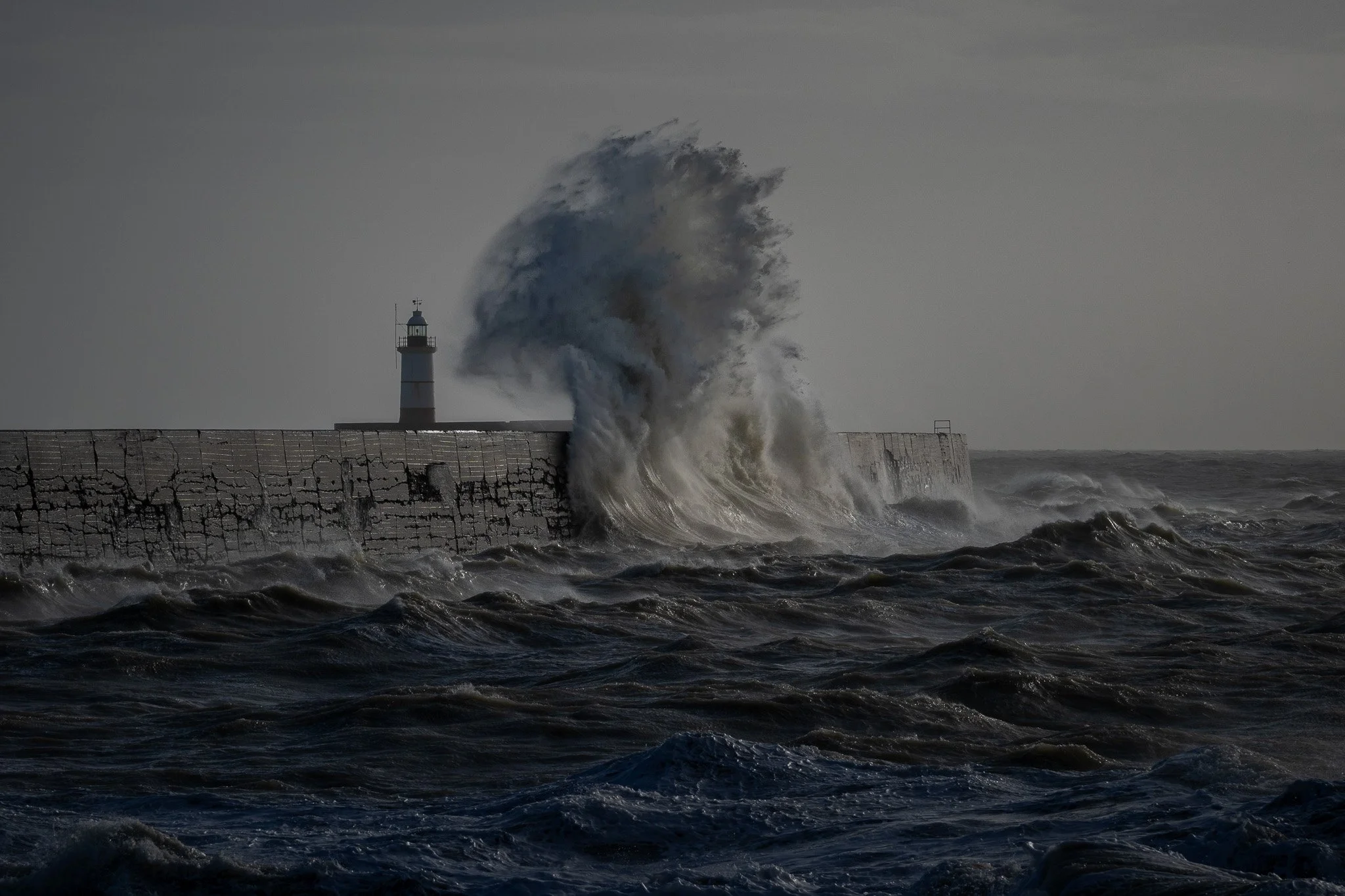 Week 11 - 'Sea Dragon'  -Nick Bustin