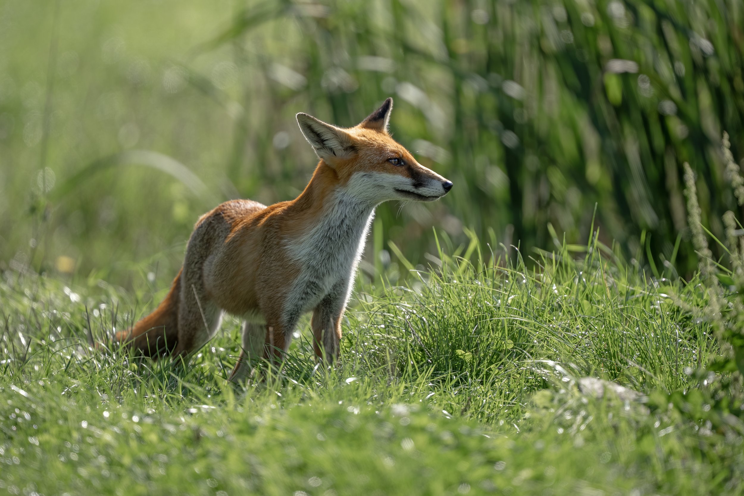 Week 51 - 'Red Fox' - Dave Taylor