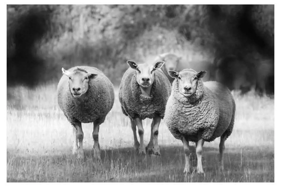 Photo by Jim Delling Photography - "I love this image, not just because of the composition and the excellent way Jim has captured the sheep, but for some reason it makes me smile." - Steve Stain