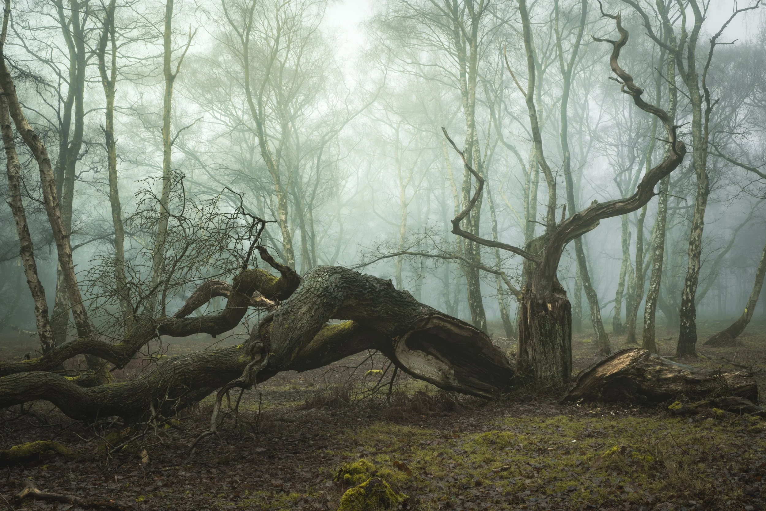 Week 17 - 'The Fallen Guardian' - Ian Allman