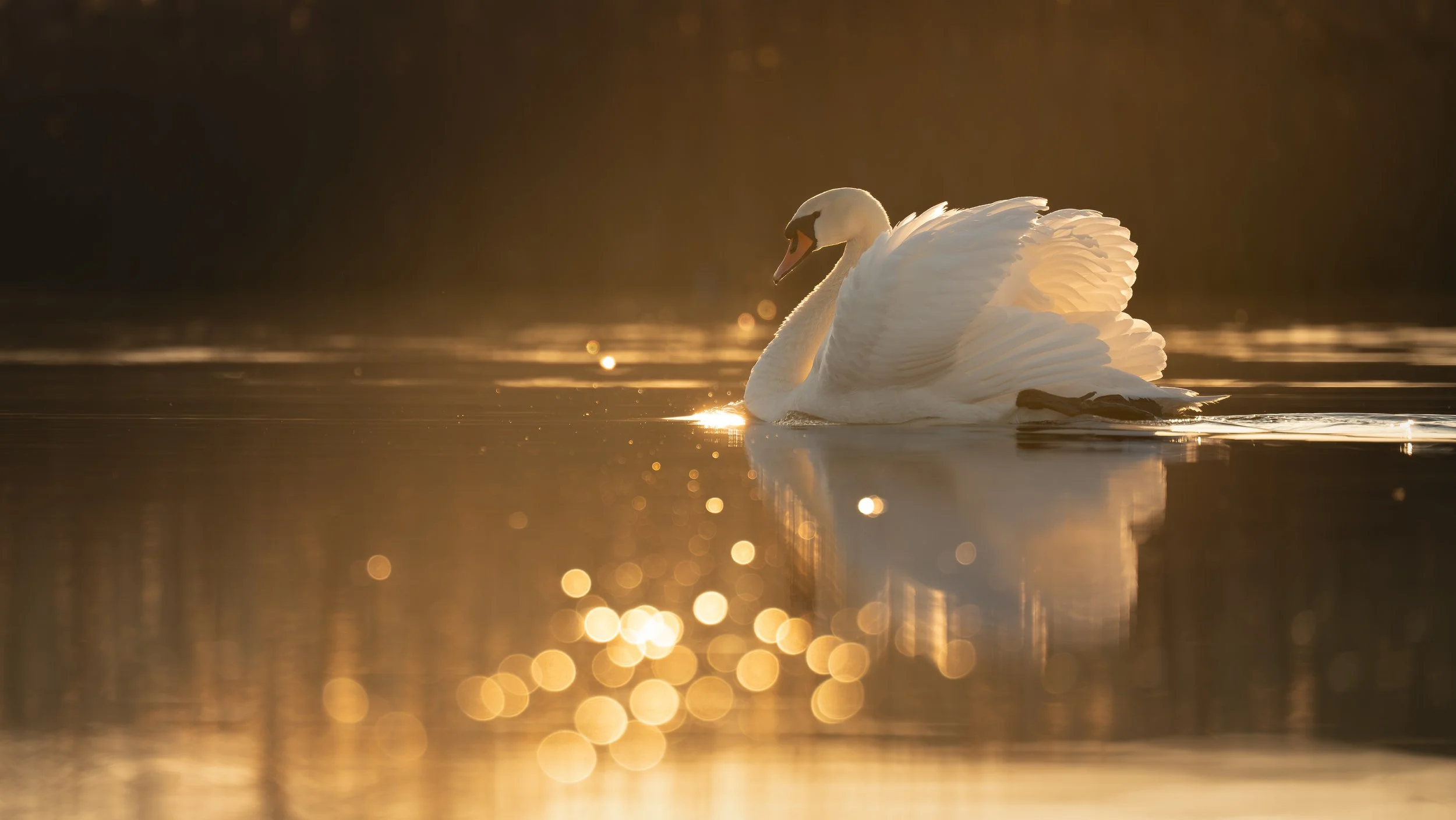 Week 29 - 'Elegant Tranquillity' - Hamish Cook