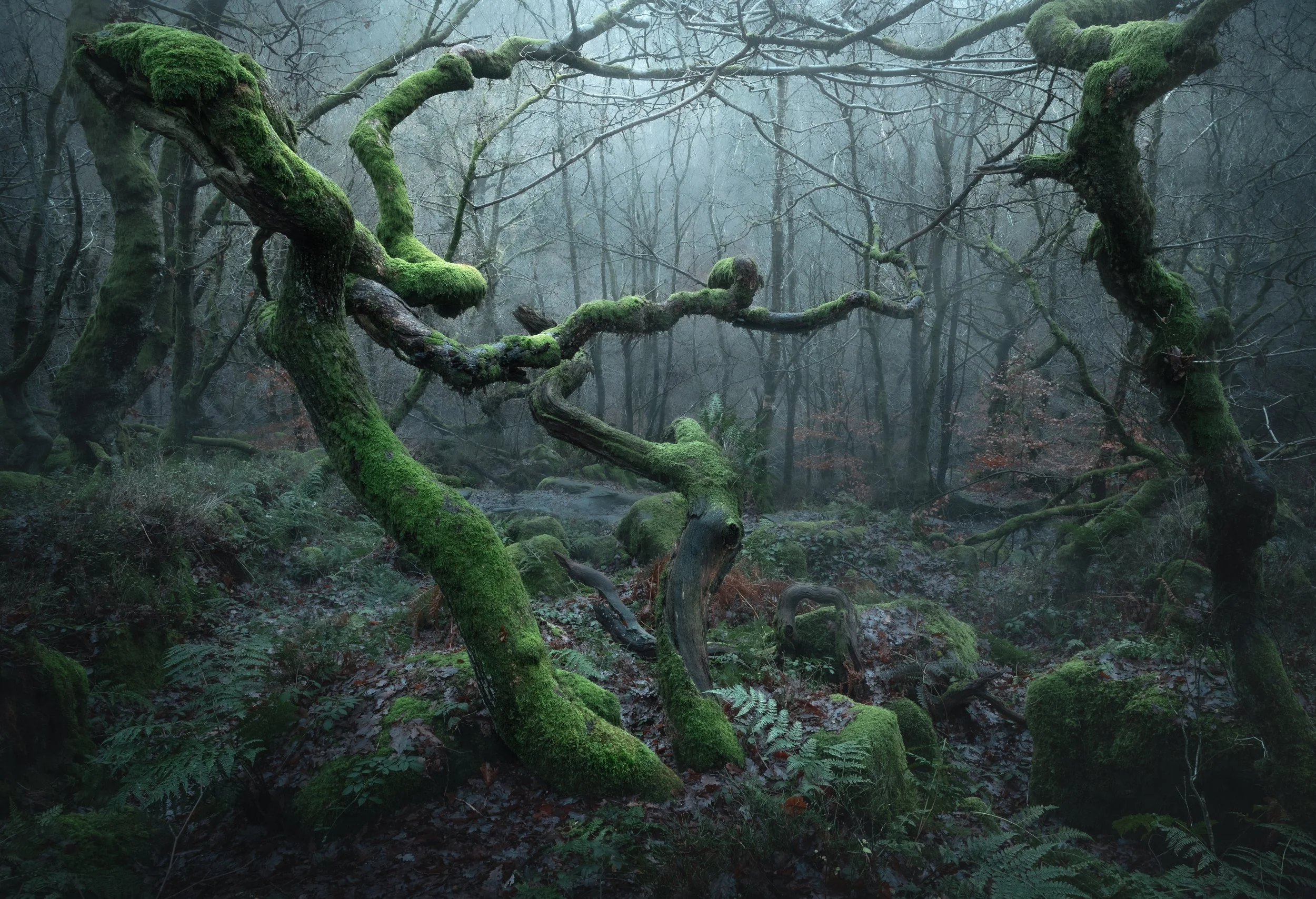 1st Place - Our 2025 TUPOTY Champion as Selected by DxO - Mariusz Hajduk