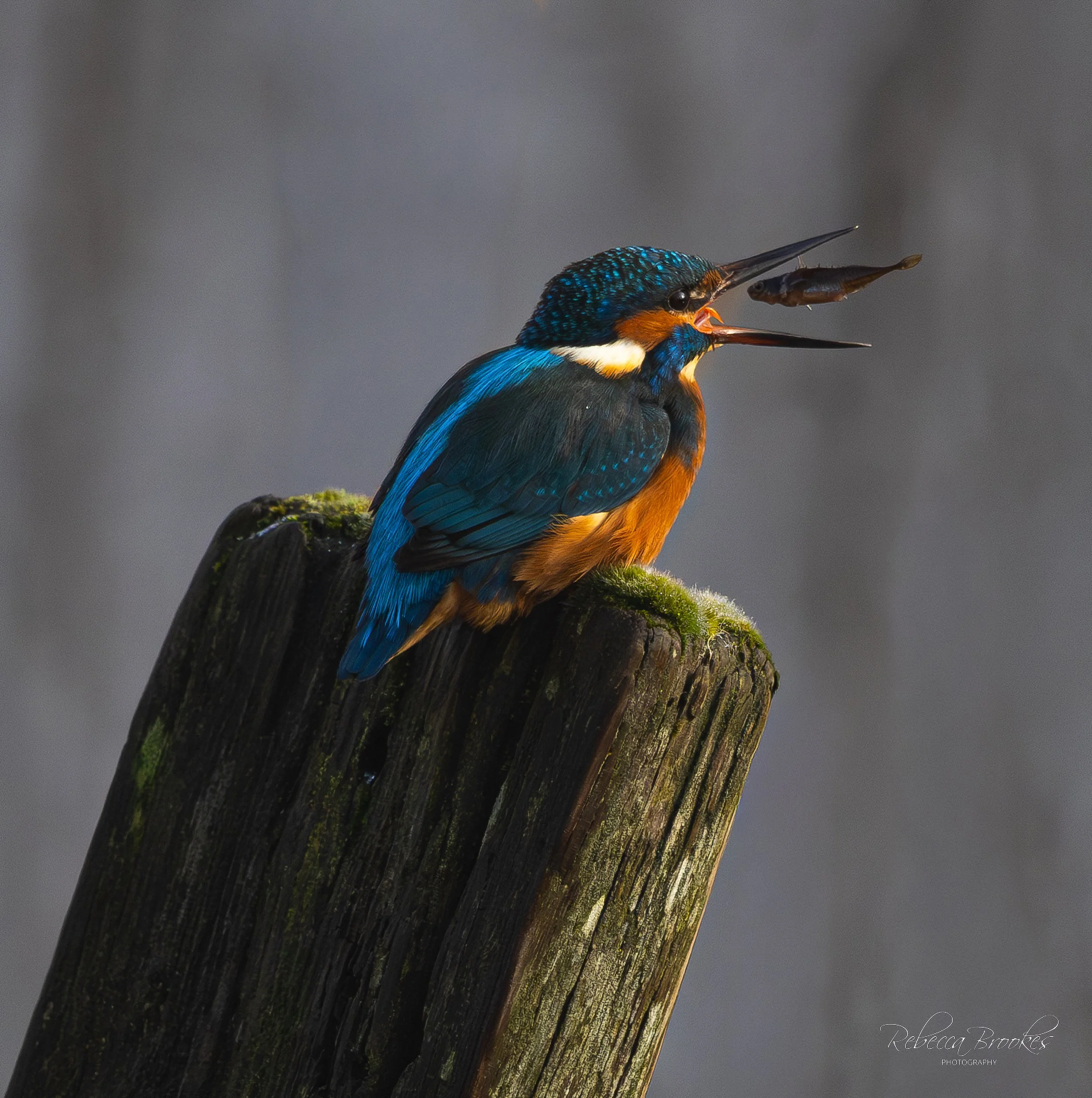 Week 18 - 'Catch of the day' - Rebecca  Brookes