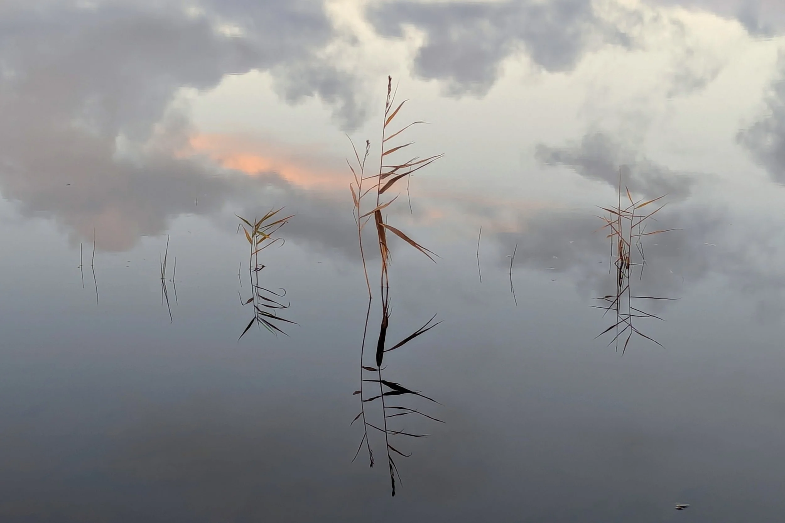 Week 5 - 'Reed Reflection' - John Cuthbert